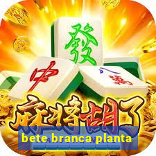 bete branca planta